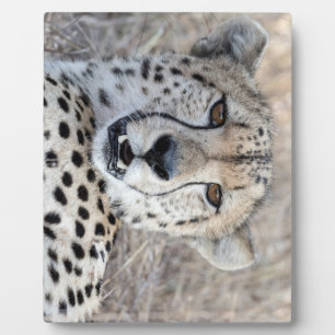 Cheetah Portrait Plaque