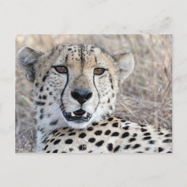 Cheetah Portrait Postcard (Front)