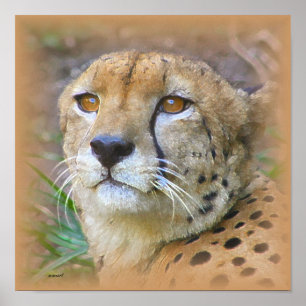 Cheetah portrait poster