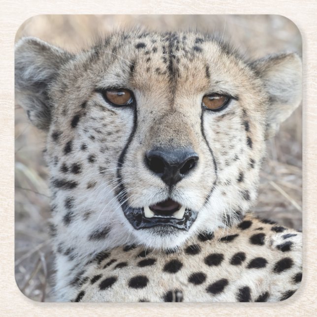 Cheetah Portrait Square Paper Coaster (Front)