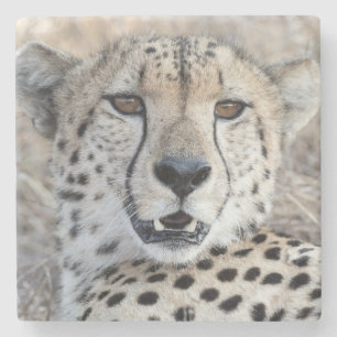 Cheetah Portrait Stone Coaster