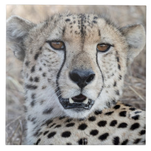 Cheetah Portrait Tile