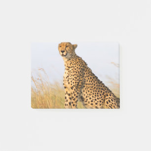 Cheetah Post-it Notes