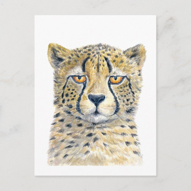Cheetah Postcard (Front)