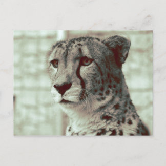 cheetah postcard