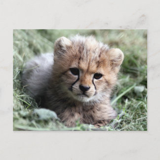 Cheetah Postcard