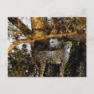 cheetah postcard