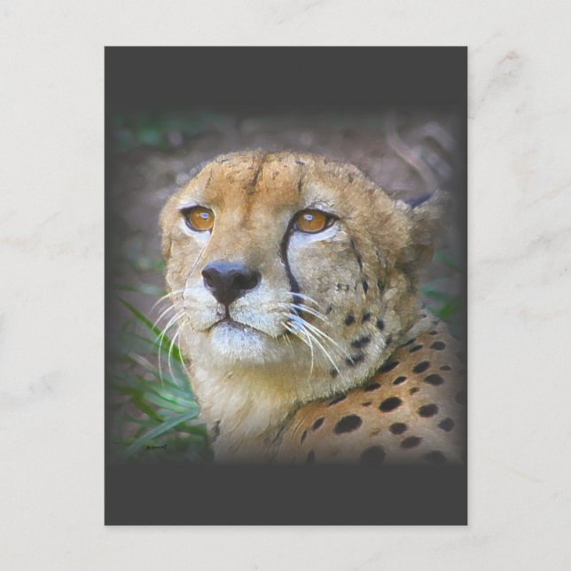 cheetah postcard (Front)
