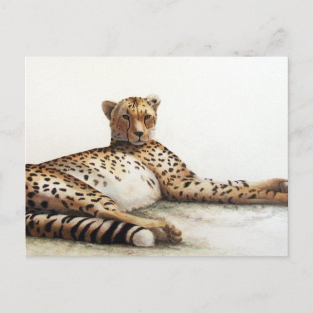 Cheetah Postcard (Front)