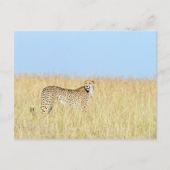 Cheetah Postcard (Front)