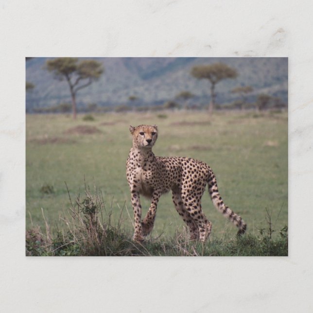 Cheetah Postcard (Front)