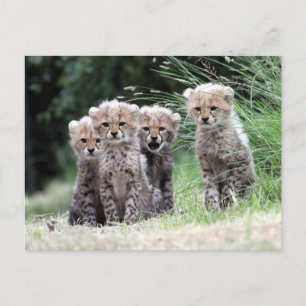 Cheetah Postcard
