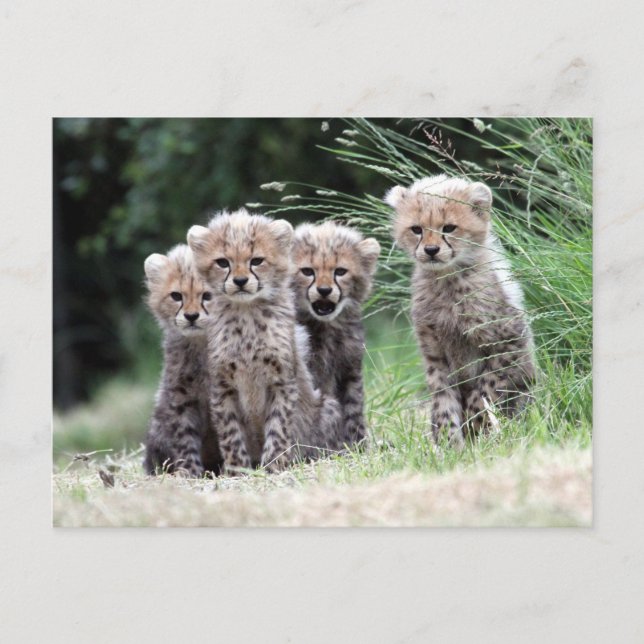 Cheetah Postcard (Front)