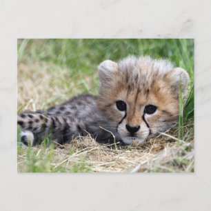 Cheetah Postcard