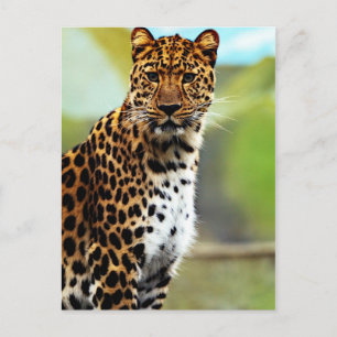Cheetah Postcard