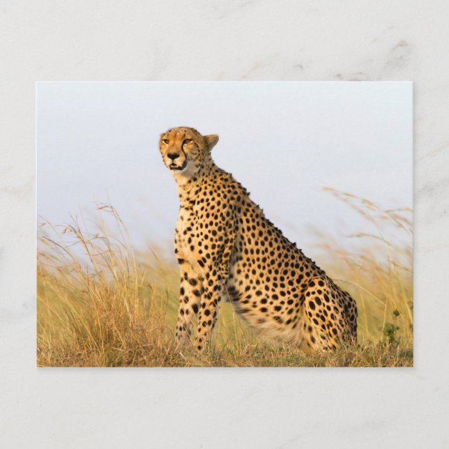 Cheetah Postcard (Front)
