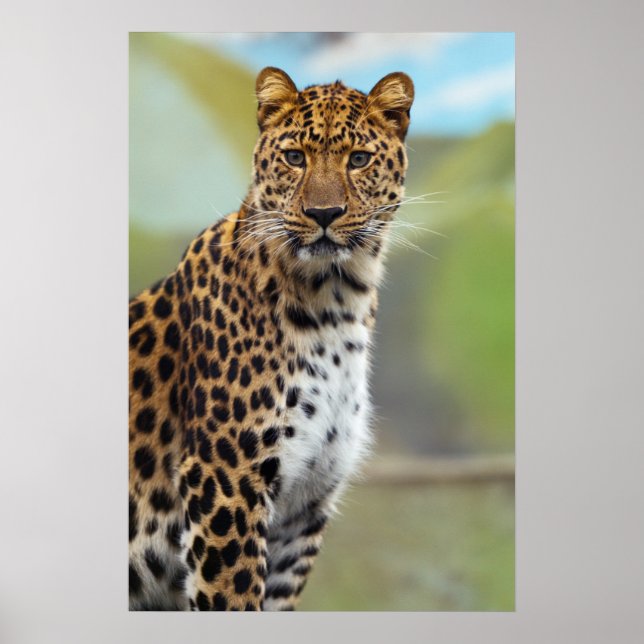 Cheetah Poster (Front)