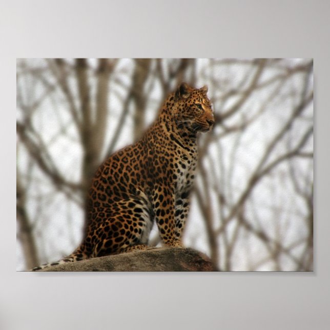 Cheetah Poster (Front)