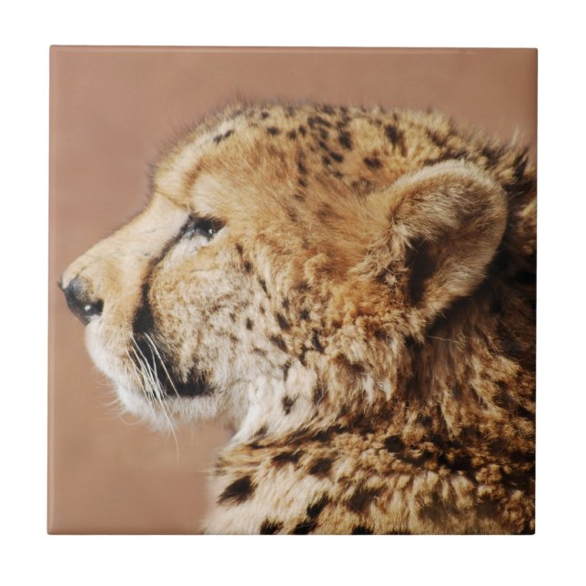 Cheetah Prince Tile (Front)