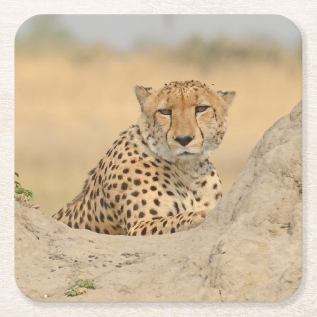 Cheetah Relaxing Onn A Termite MoundGaze Coaster. Square Paper Coaster (Front)