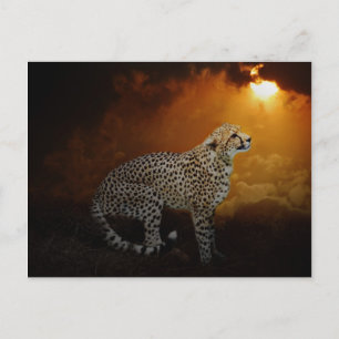 Cheetah resting at sunset postcard