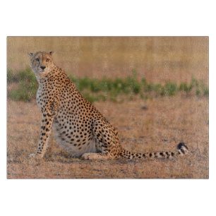 Cheetah Resting in Early Morning Cutting Board