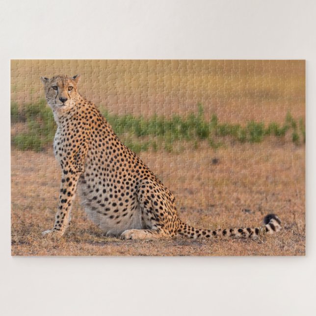 Cheetah Resting in Early Morning Jigsaw Puzzle (Horizontal)