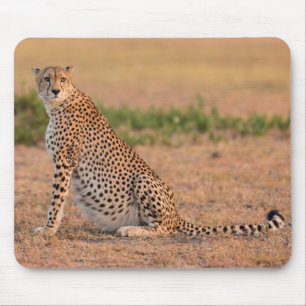 Cheetah Resting in Early Morning Mouse Pad