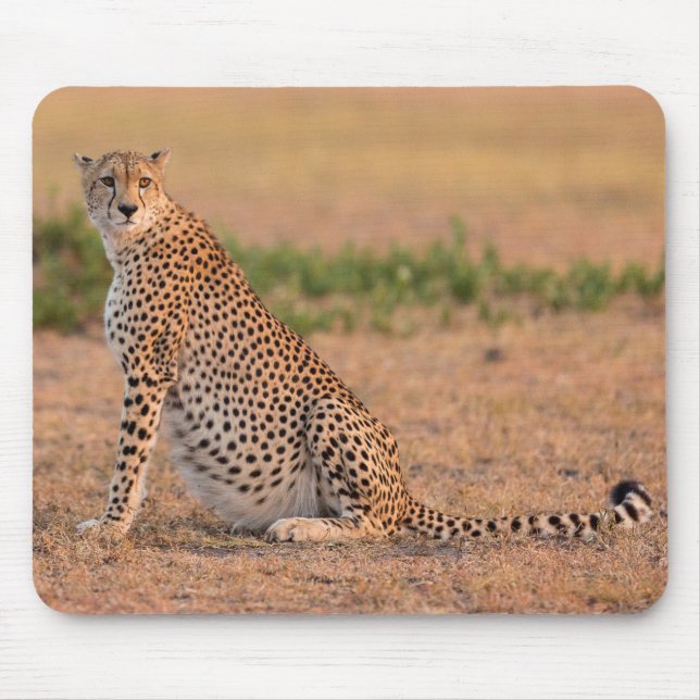 Cheetah Resting in Early Morning Mouse Pad (Front)