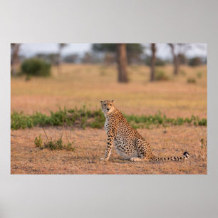Cheetah Resting in Early Morning Poster