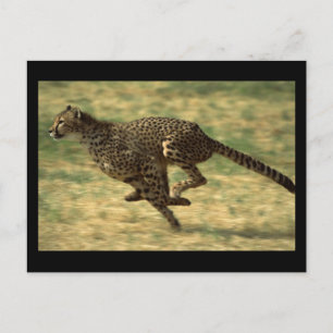 Cheetah Run Postcard