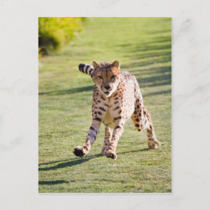 Cheetah Running Postcard