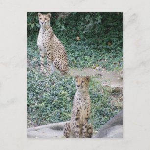 CHEETAH - SEEING DOUBLE POSTCARD