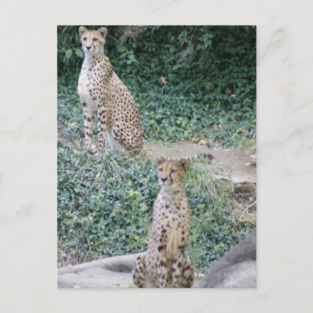 CHEETAH - SEEING DOUBLE POSTCARD (Front)