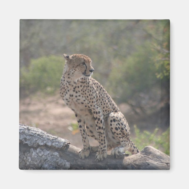 Cheetah sitting on a fallen tree in the wild  magnet (Front)