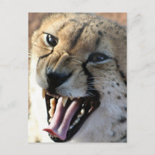 Cheetah Snarl Postcards