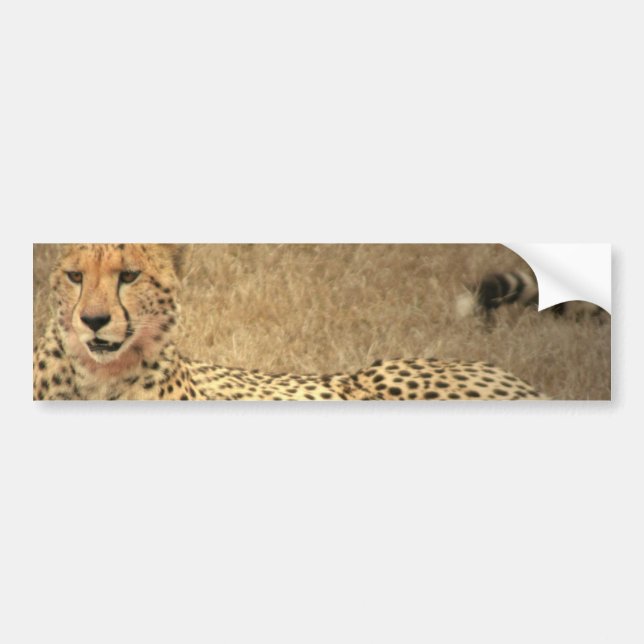 Cheetah Spots Bumper Sticker (Front)