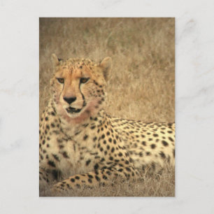 Cheetah Spots Postcard