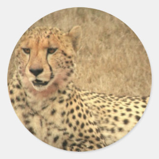 Cheetah Spots Sticker