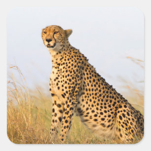 Cheetah Square Sticker