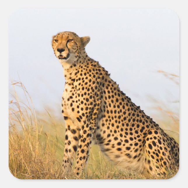 Cheetah Square Sticker (Front)