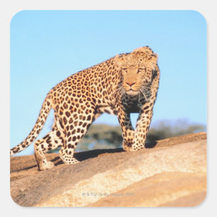 Cheetah Square Sticker