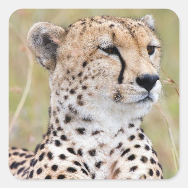 Cheetah Square Sticker (Front)
