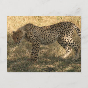 cheetah stance postcard