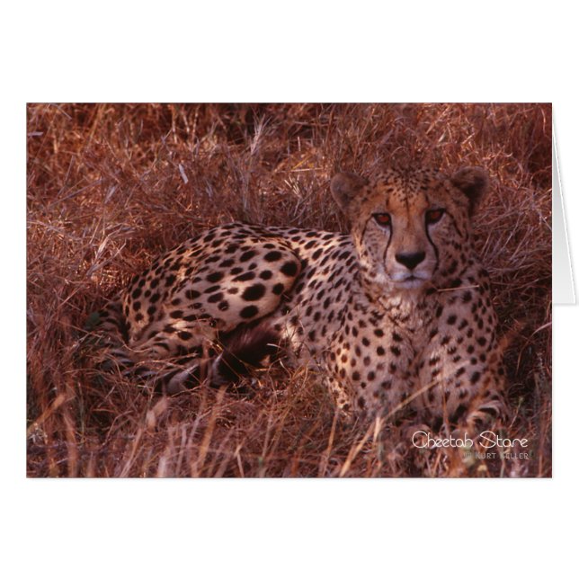 Cheetah Stare (Front Horizontal)