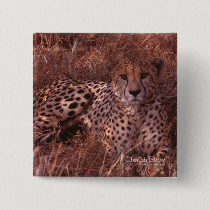Cheetah Stare 15 Cm Square Badge