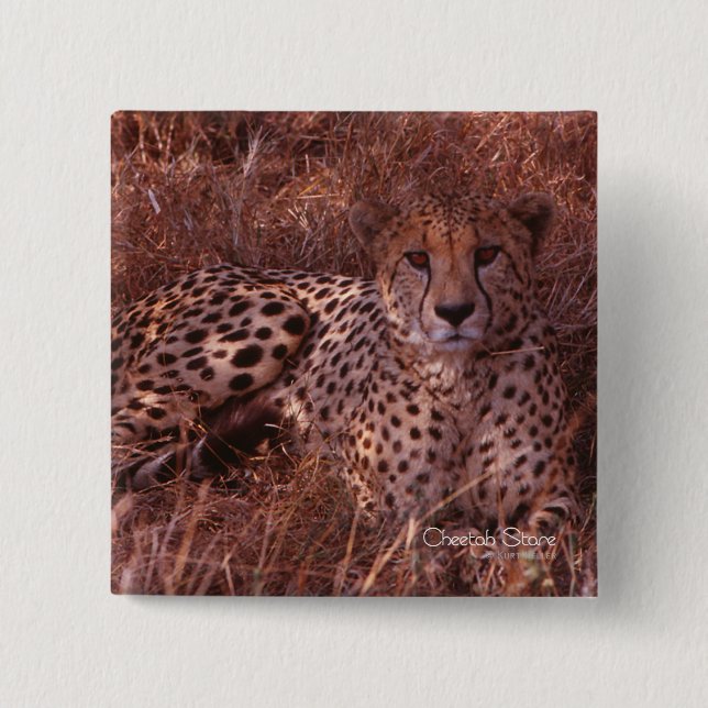 Cheetah Stare 15 Cm Square Badge (Front)