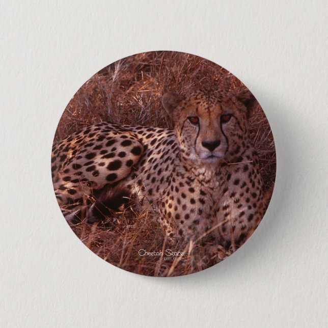 Cheetah Stare 6 Cm Round Badge (Front)