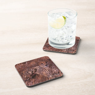 Cheetah Stare Coaster