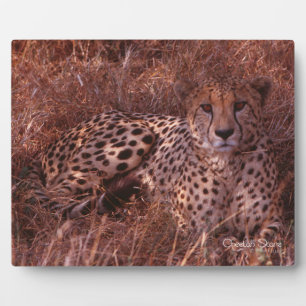 Cheetah Stare Plaque